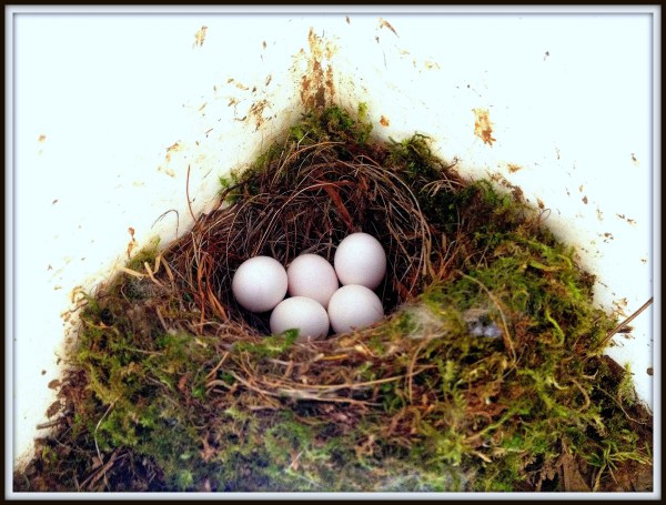 birds nest april 24 2014-003