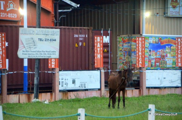 Kristi Buttles Photography 7-12-2015 6-25-15 AM